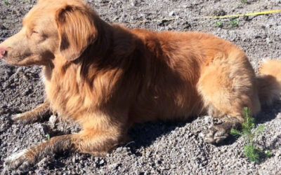 Mitä liikkuu ylipäällikkö Rudi- koiran päässä joulukuusien istutusreissulla?