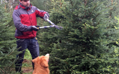 Joulukuusien viimeistelyleikkaukset