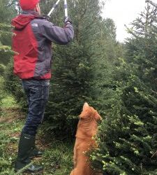 Joulukuusien viimeistelyleikkaukset
