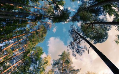 Laskemme ja kompensoimme hiilijalanjälkemme