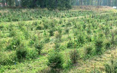 Syksyinen tervehdys!